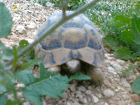 черепаха צב