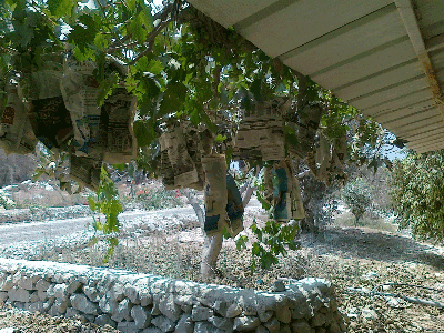 На частном винограднике - обертка оберегает гроздь от птиц и насекомых
